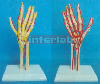 BIG ARM AND HUMERUS BONE MODEL WITH DEEP LAYER MAIN ARTERY, NERVE